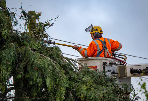 Best Tree Trimming and Pruning  in USA